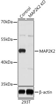 MAP2K2 / MKK2 / MEK2 Antibody