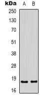 ID4 Antibody (N-Terminus)