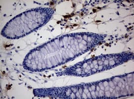 PEG3 Antibody (aa1-364, clone OTI1E10, Carrier-free)