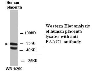 SLC1A1 / EAAT3 Antibody (C-Terminus)