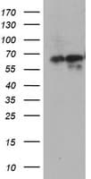 AICAR / ATIC Antibody (clone OTI4A10)