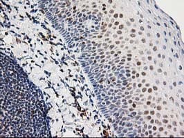 ERCC4 / XPF Antibody (clone OTI4E11)
