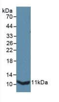 IL13RA2 / IL13R Alpha 2 Antibody (aa228-338)