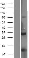 PRC1 Protein (Over-Expression Lysate Myc-DDK (Flag))