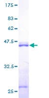 Human CALM2 / Calmodulin 2 Protein (Recombinant GST)