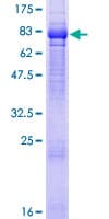 Human TNIK Protein (Recombinant GST)