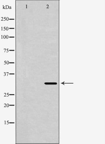 HMOX1 / HO-1 Antibody