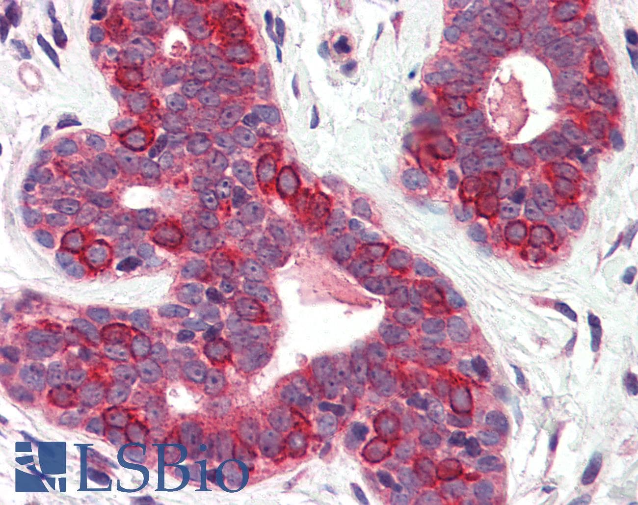 IHC-plus™ SURF4 Antibody (N-Terminus)