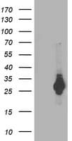 PSMB4 Antibody (clone OTI5B5)