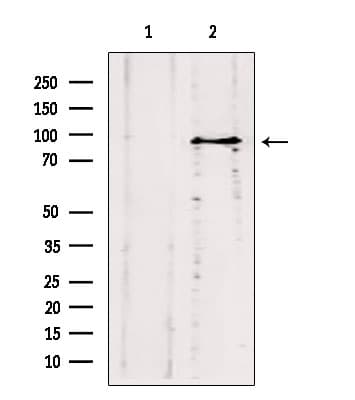 ODF2 Antibody