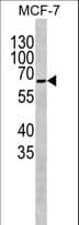 MT-CO1 / COX1 Antibody (aa195-224)