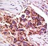USP13 Antibody (aa389-419)