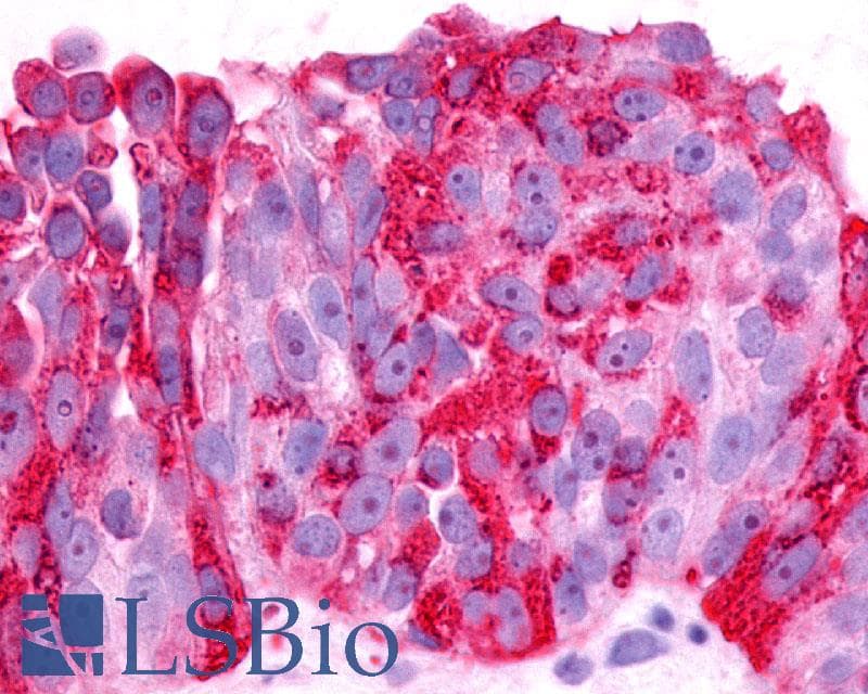 PAEL Receptor / GPR37 Antibody (N-Terminus)