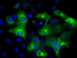 IFIT3 Antibody (clone OTI1G1)