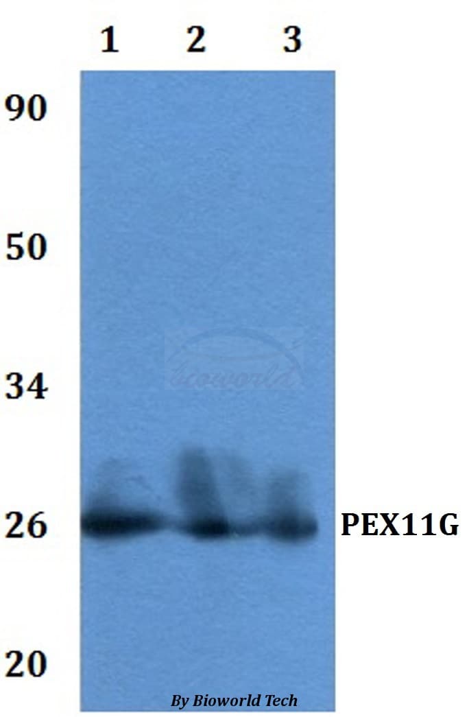 PEX11G Antibody