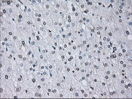 Monoclonal Mouse anti-Human ID3 Antibody (clone OTI15F4, IHC, IF, WB)