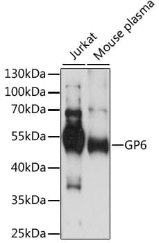 GP6 / GPVI Antibody