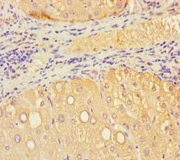 Polyclonal Rabbit anti-Human VMO1 Antibody