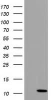 COX6B2 Antibody (clone OTI1F5)