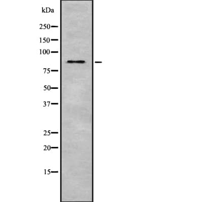 ZBTB17 / MIZ-1 Antibody