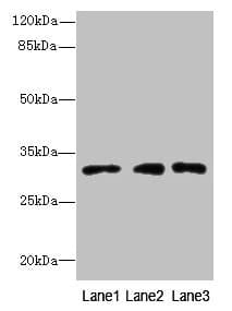 Polyclonal Rabbit anti-Human PRDX4 / Peroxiredoxin 4 Antibody (WB)