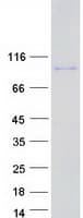 Human SUPT20HL2 / FAM48B2 Protein (Recombinant Myc-DDK (Flag))