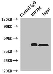 EIF3M / PCID1 Antibody