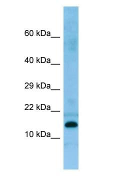 PRH2 Antibody (aa23-72)