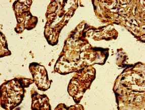 Polyclonal Rabbit anti-Human CXorf56 Antibody