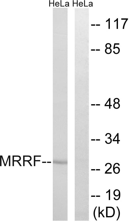 MRRF Antibody (aa181-230)