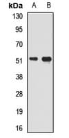 SMAD9 Antibody