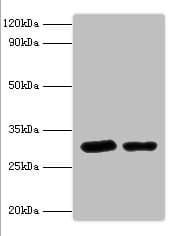 STX6 / Syntaxin 6 Antibody