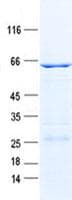 Human EID3 Protein (Recombinant GST, N-terminus + His, C-terminus)