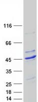Human AAR2 Protein (Recombinant Myc-DDK (Flag))