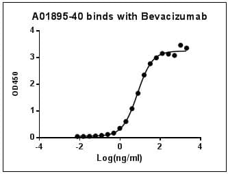 Bevacizumab Antibody (clone 300)
