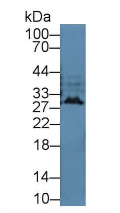Interferon Alpha(IFNA) Ab(Cavia) Antibody (aa1-187)
