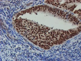 NLN / Neurolysin Antibody (clone OTI1B8)