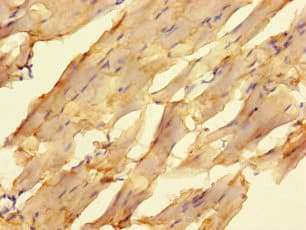 ELAC1 Antibody