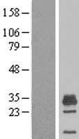 MAGEH1 / APR1 Protein (Over-Expression Lysate Myc-DDK (Flag))
