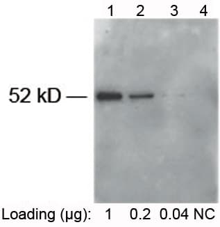 E-Tag Antibody (E epitope, HRP)