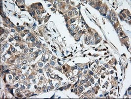 KSP32 / MIOX Antibody (clone OTI4G7, Carrier-free)