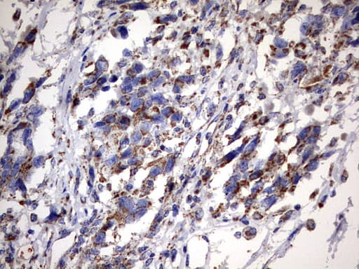 MSRB3 Antibody (aa33-192, clone OTI2A2, Carrier-free)