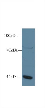 GTF3A Antibody (PE)