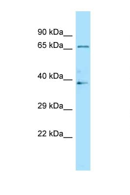 LILRB2 / ILT4 Antibody (C-Terminus)