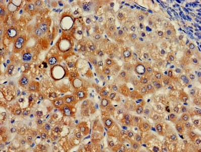 ITM2A Antibody (aa79-263)