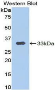CAPN1 / Calpain 1 Antibody (aa426-676)