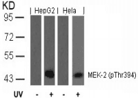 MAP2K2 / MKK2 / MEK2 Antibody