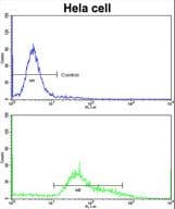 STRAP / MAWD Antibody (aa242-269)