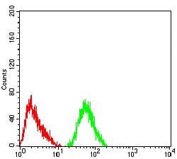 Monoclonal Mouse anti-Human GRIK4 / KA1 Antibody (clone 8H5G5, IHC, WB)