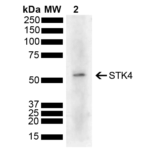 STK4 Antibody